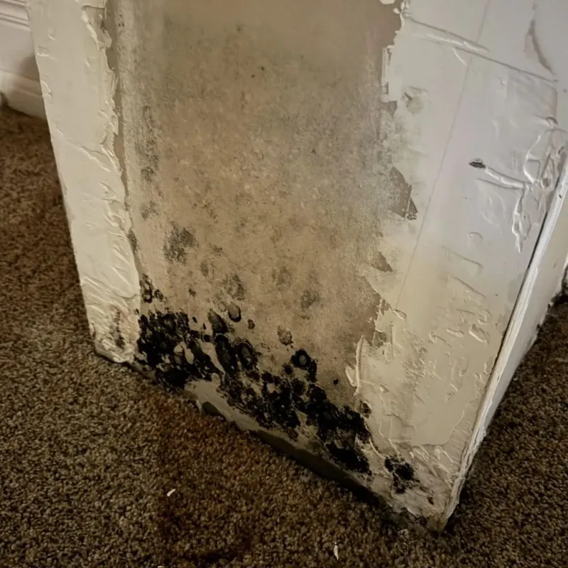 Professional Mold Removal in Caribou, ME